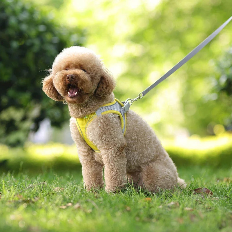 Puppy Harness Set Dog